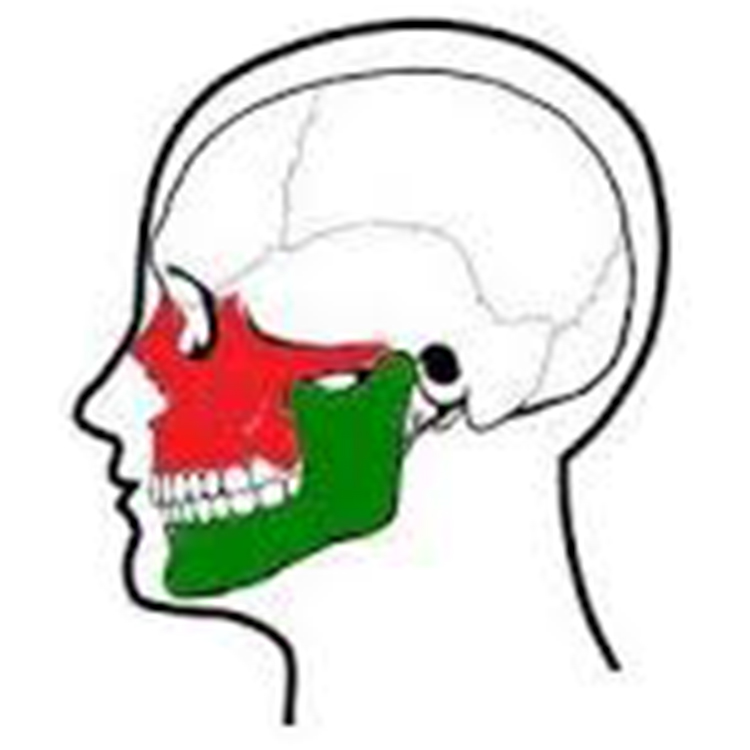 Maxillofacial Surgery