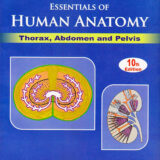 Essentials Of Human Anatomy Thorax, Abdomen And Pelvis Vol-I